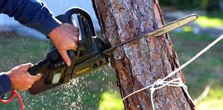 How Our Tree Care Process Works  in  Parkville, PA