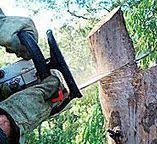 Best Tree Maintenance Programs  in Rkville, PA