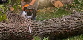 How Our Tree Care Process Works  in  Parkville, PA