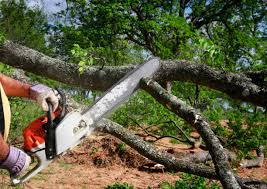Best Storm Damage Tree Cleanup  in Rkville, PA