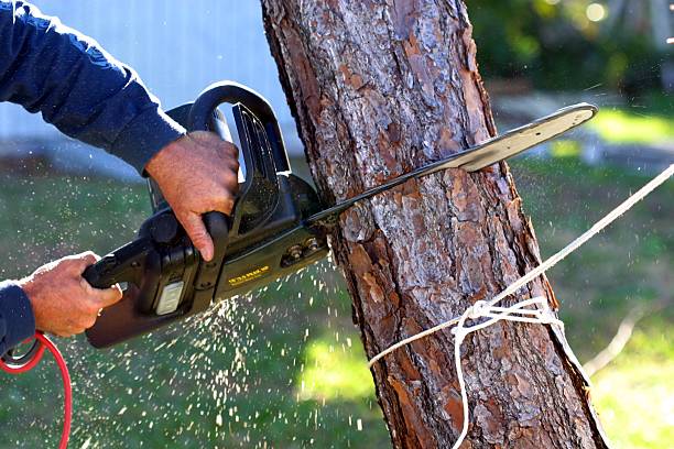 Best Tree Risk Assessment  in Rkville, PA