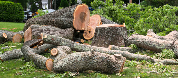 Professional Tree Care in Parkville, PA