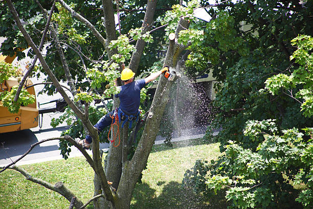 Best Lawn Pest Prevention  in Rkville, PA