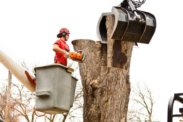 Best Tree Mulching  in Rkville, PA
